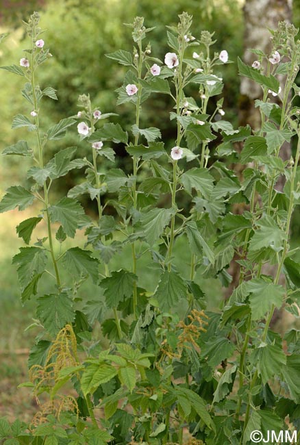 Althaea officinalis