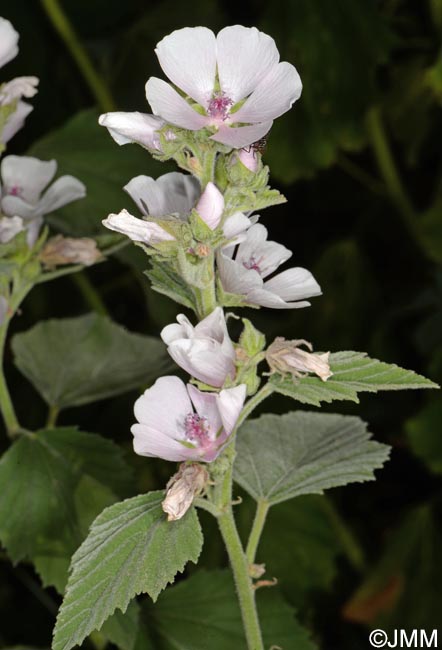 Althaea officinalis