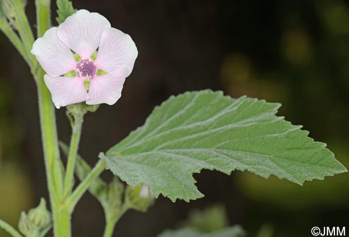 Althaea officinalis