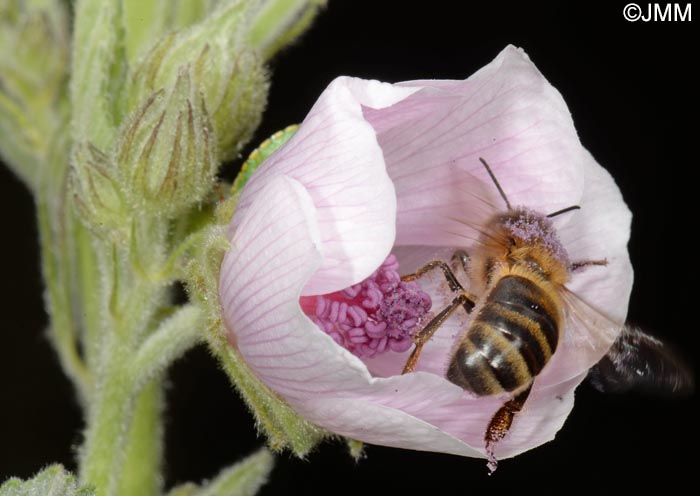 Althaea officinalis