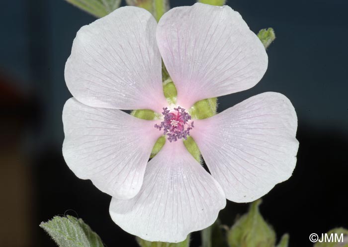 Althaea officinalis