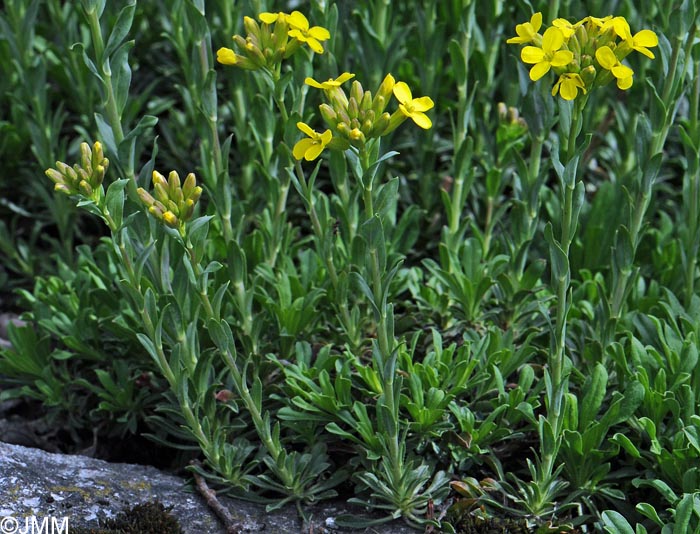 Alyssoides utriculata