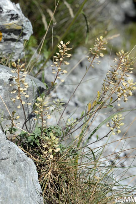 Alyssum bertolonii = Odontarrhena bertolonii