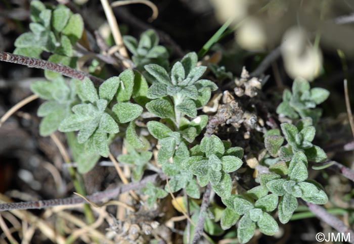 Alyssum bertolonii = Odontarrhena bertolonii