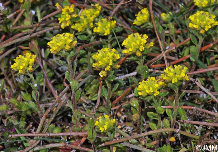 Alyssum campestre = Alyssum simplex = Alyssum minus