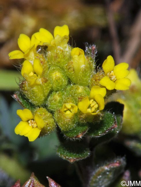 Alyssum campestre = Alyssum simplex = Alyssum minus