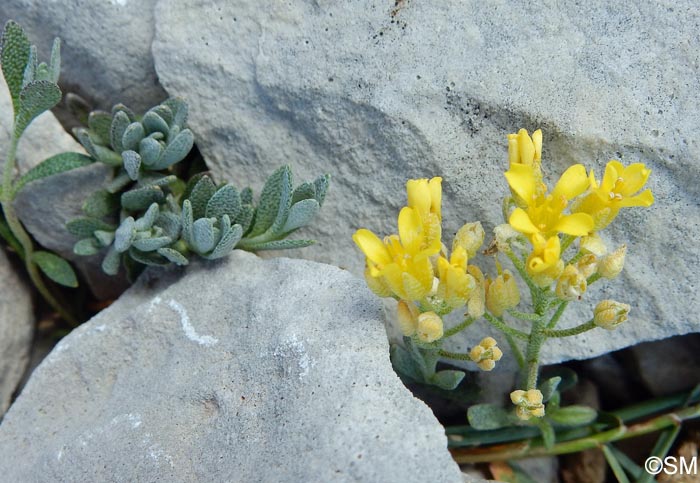 Alyssum cuneifolium