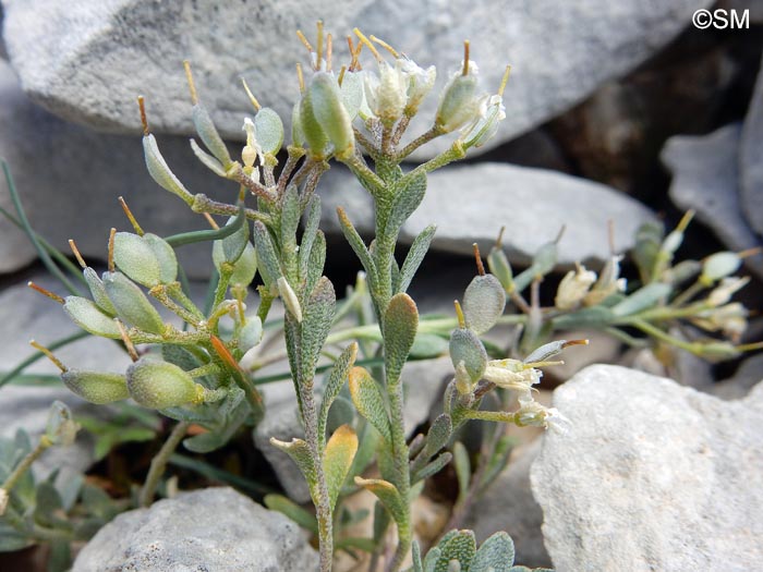 Alyssum cuneifolium