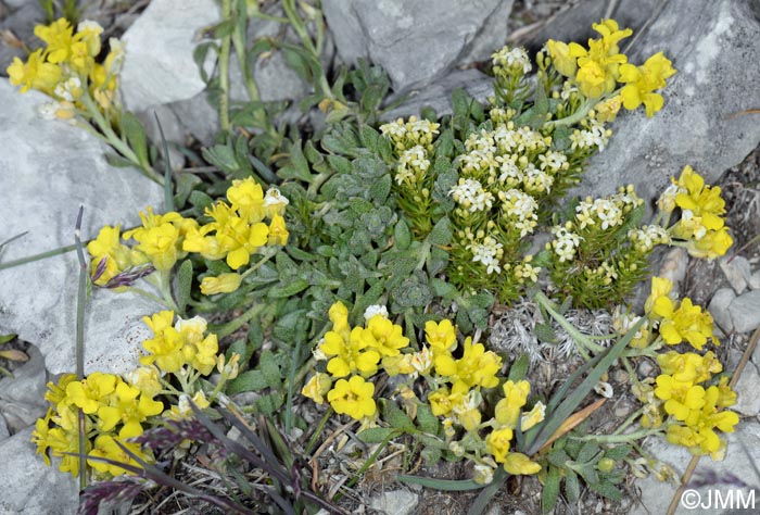 Alyssum cuneifolium et Galium pusillum