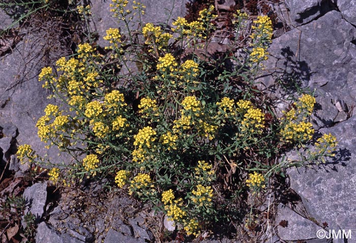 Alyssum montanum