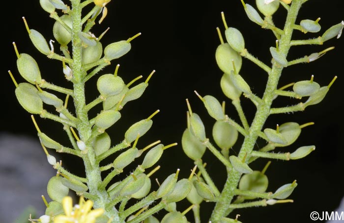 Alyssum montanum