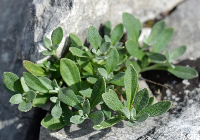 Alyssum montanum