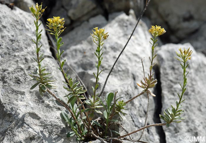 Alyssum montanum