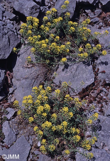 Alyssum montanum