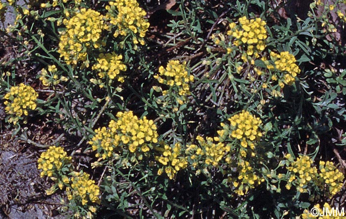 Alyssum montanum