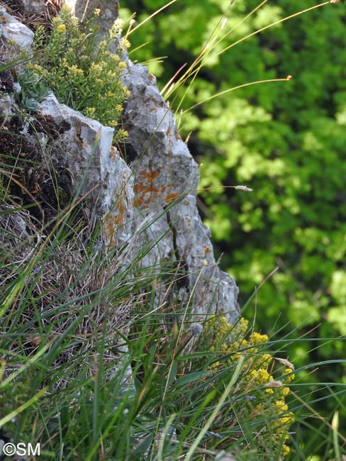 Alyssum montanum