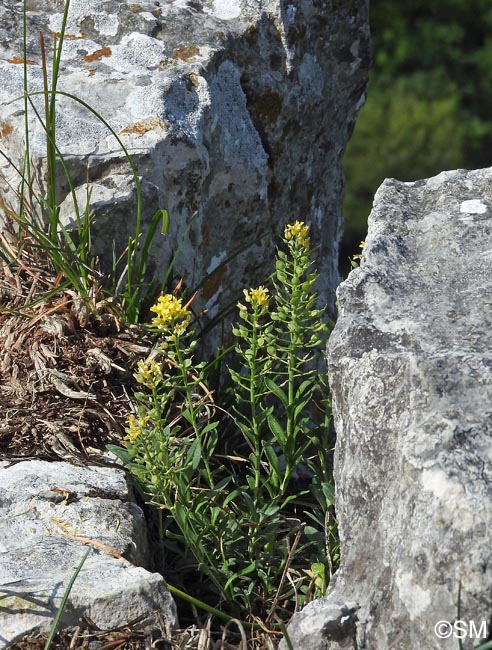 Alyssum montanum