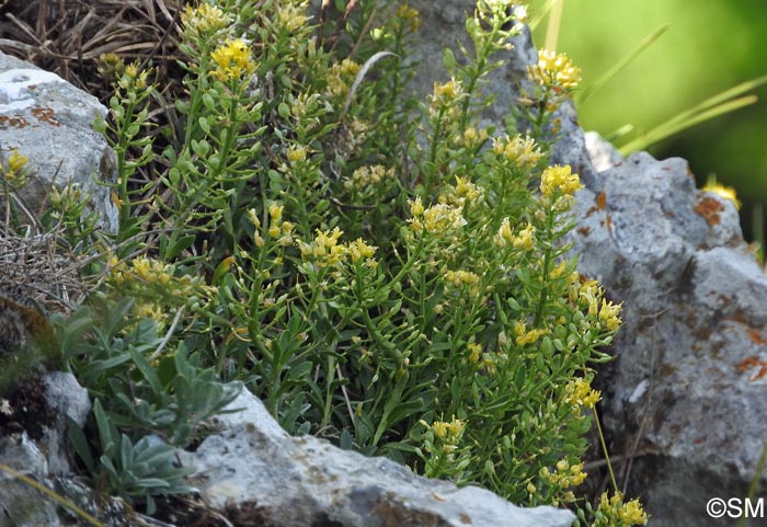 Alyssum montanum