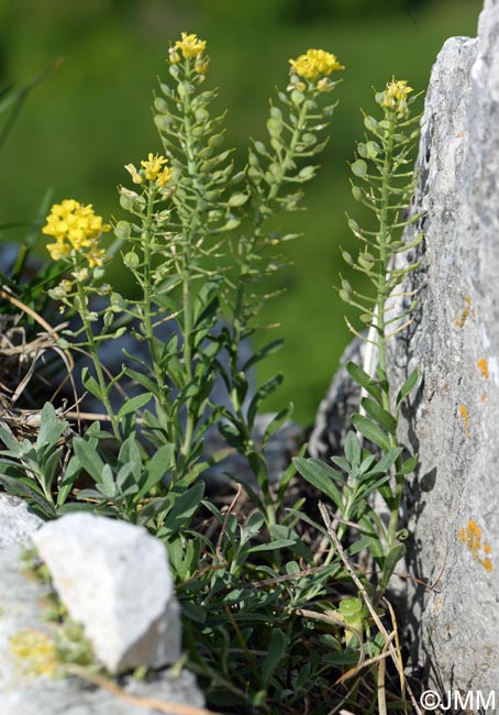 Alyssum montanum