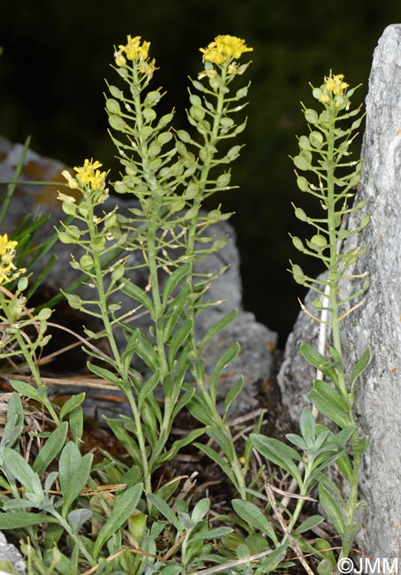 Alyssum montanum