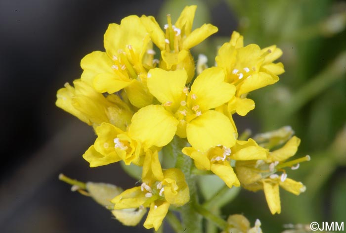 Alyssum montanum