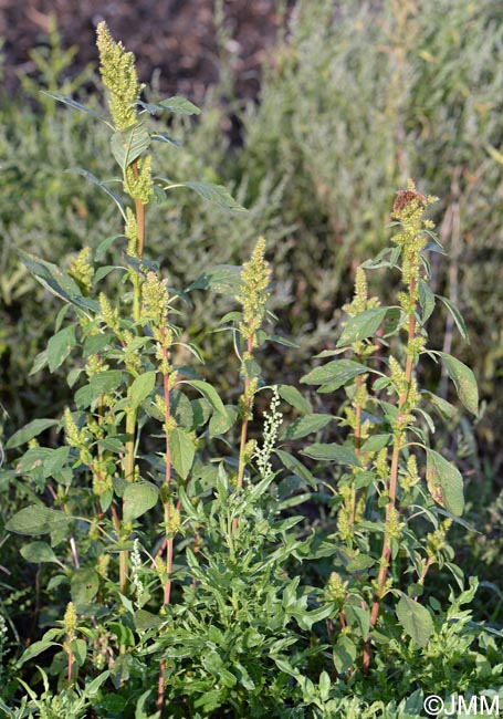 Amaranthus hybridus subsp. bouchonii