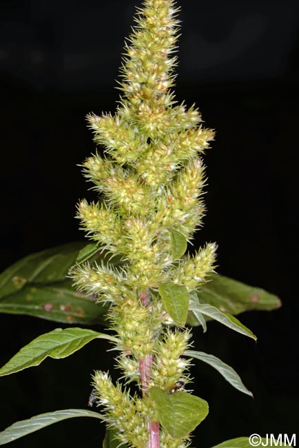 Amaranthus hybridus subsp. bouchonii
