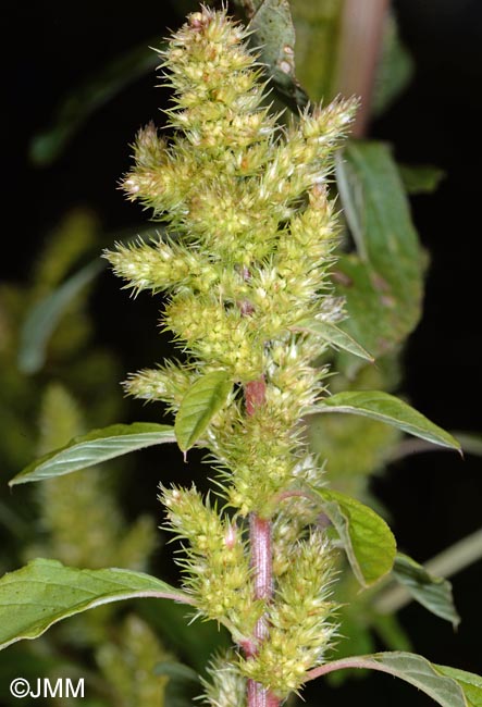 Amaranthus hybridus subsp. bouchonii