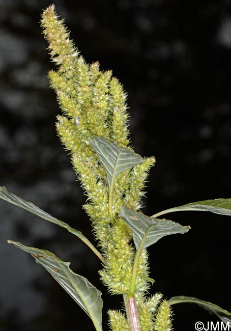 Amaranthus hybridus subsp. bouchonii