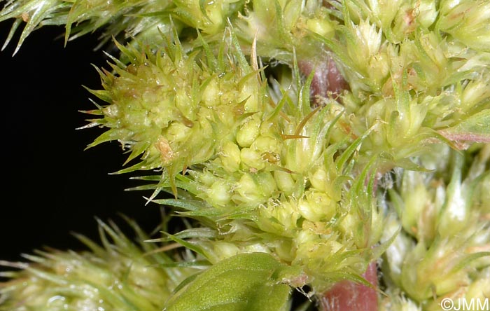 Amaranthus hybridus subsp. bouchonii
