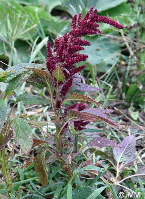 Amaranthus cruentus