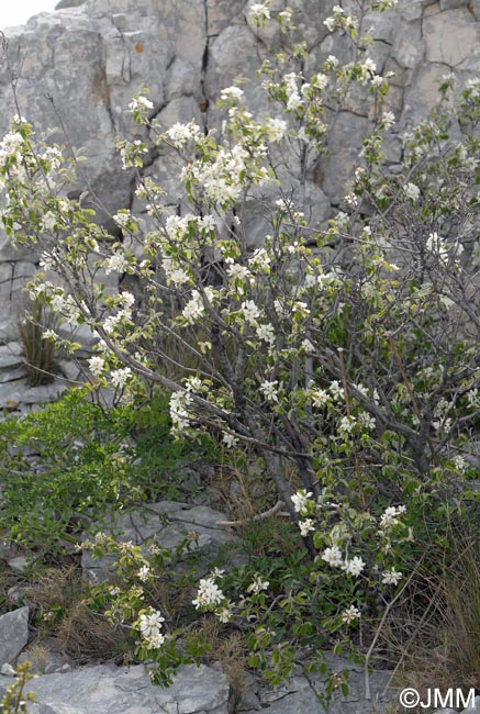 Amelanchier ovalis