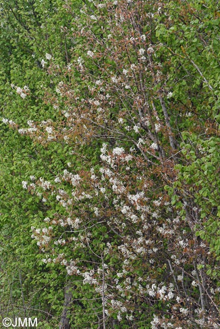 Amelanchier ovalis