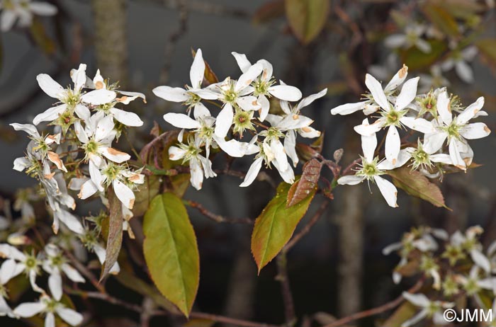 Amelanchier ovalis