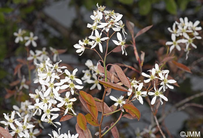 Amelanchier ovalis