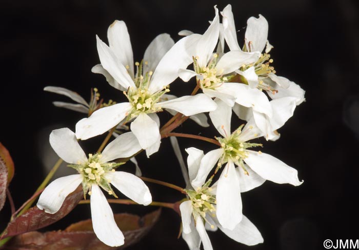 Amelanchier ovalis