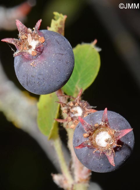 Amelanchier ovalis