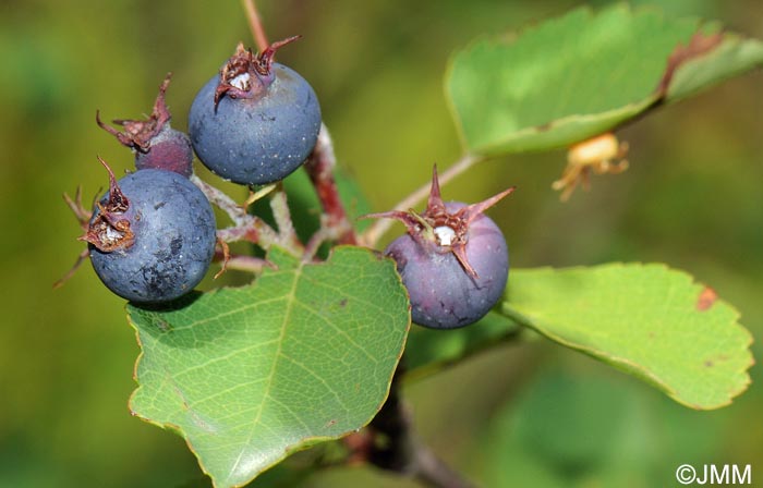 Amelanchier ovalis