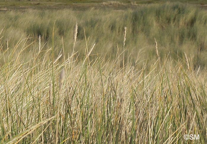 Ammophila arenaria