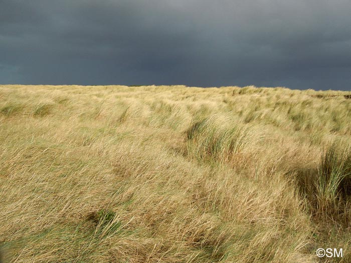 Ammophila arenaria