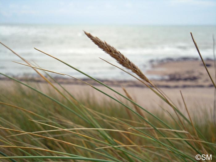 Ammophila arenaria