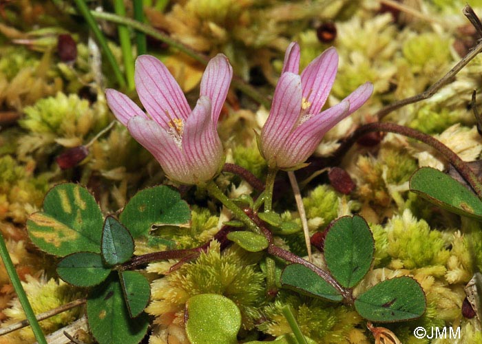 Lysimachia tenella = Anagallis tenella