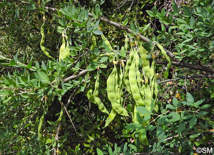 Anagyris foetida