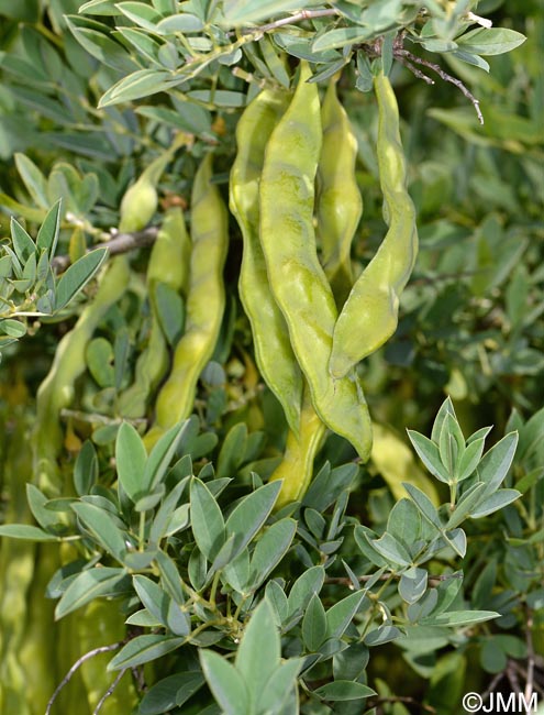 Anagyris foetida