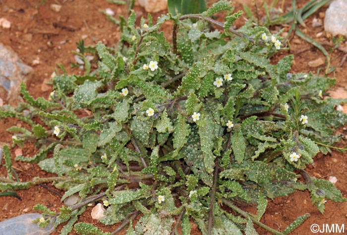 Anchusa aegyptiaca