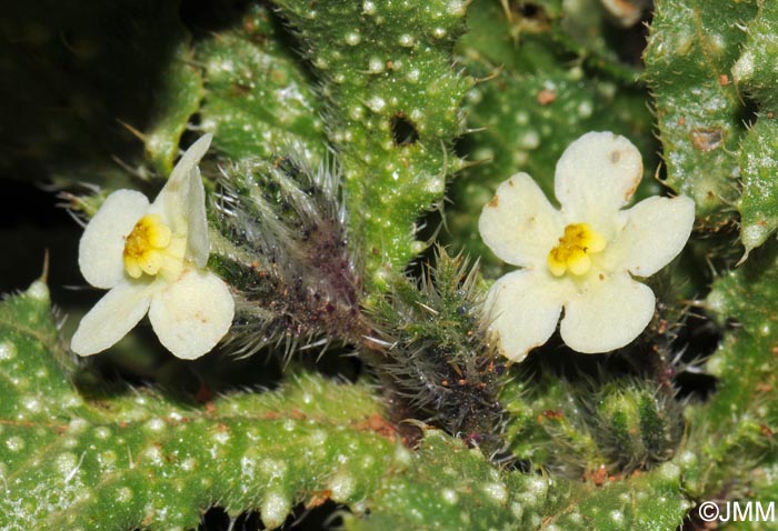 Anchusa aegyptiaca