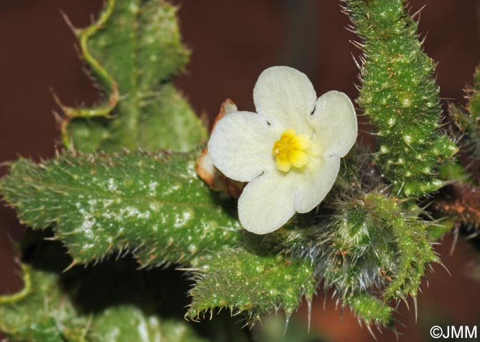 Anchusa aegyptiaca