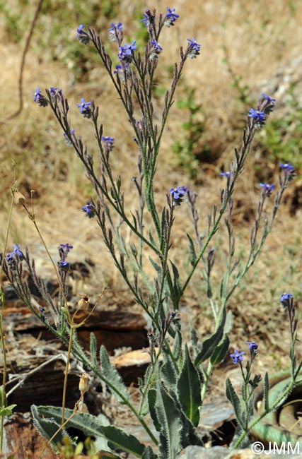 Anchusa italica