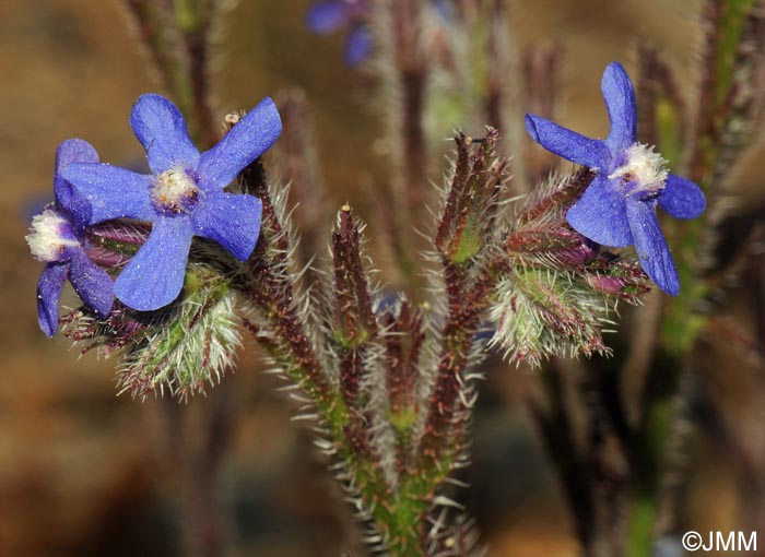 Anchusa italica