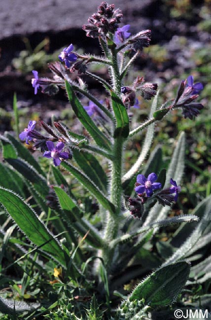 Anchusa italica